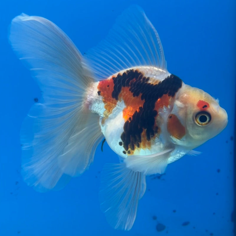 Thai Oranda Tri-Color 2.5” Body Male(CK-1421)R3B19