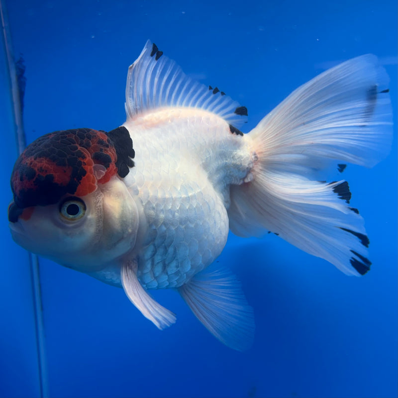Thai Oranda Tri-Color 4” Body Female(CK-811)R1A01