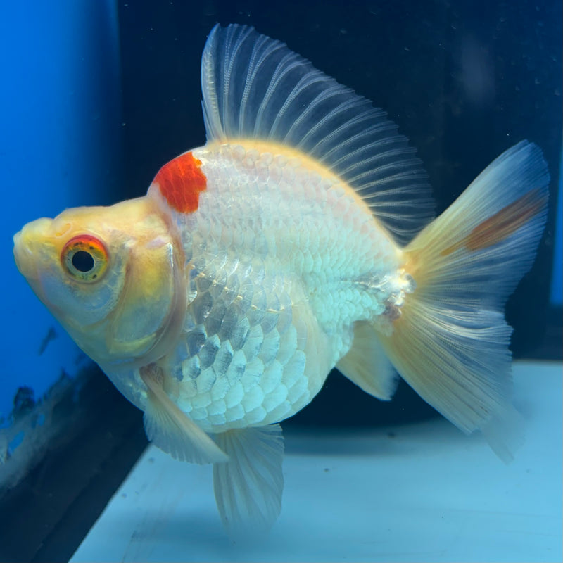 Thai Ryukin Lemon Head Red/White Show Quality 2.5" Body Female(CK-870)R3B13