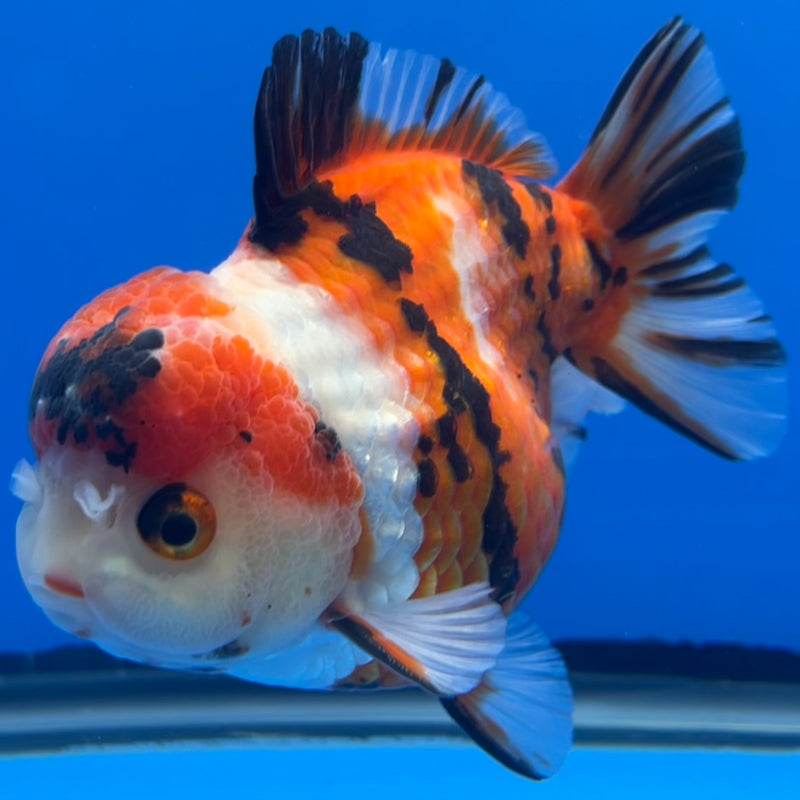 Thai Premium Oranda Yuanbao Tri-Color Calico Tiger 4” Body Male(CK-759)R1BlueTub4