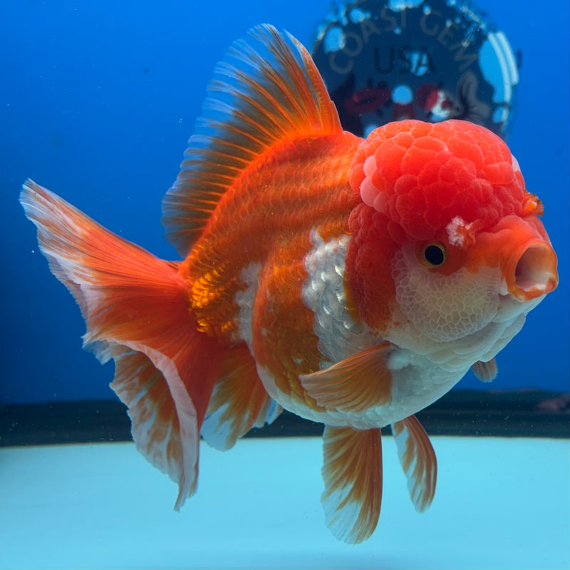 Thai Jumbo Oranda Red/White 4.5” Body Female(CRP-CK-1082)BLUETUB2