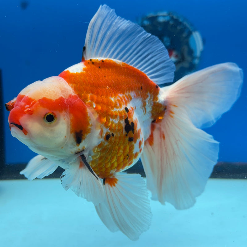 Thai Oranda Orchid Tail Tri-Color/Apache 4” Body Male(CK-1194)SHOWTANK
