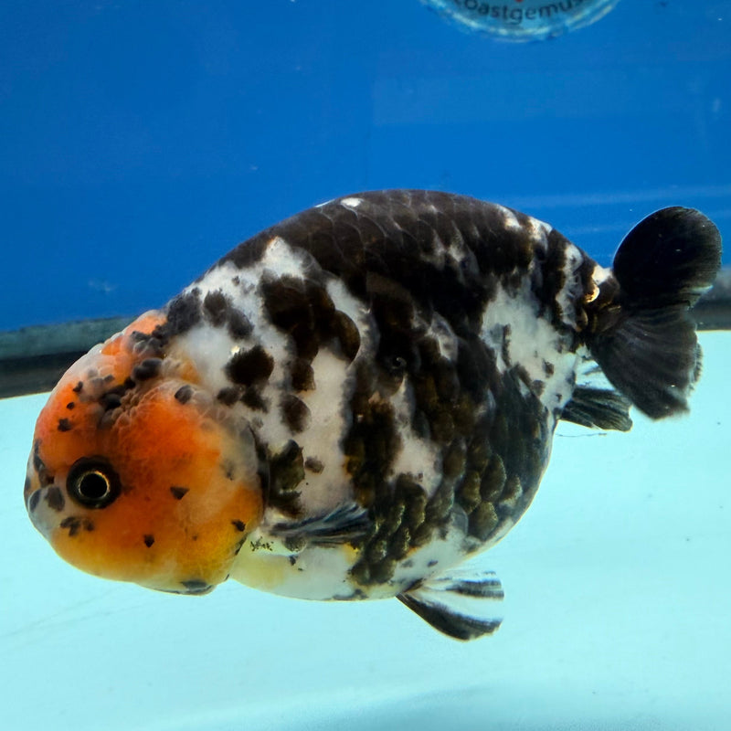 Chinese Ranchu Calico 3.5in Male (FEB-307)R2A06