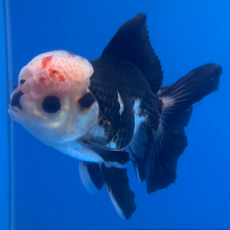 Thai Oranda Tri-Color/Panda 3” Body Male(CK-1220)R1A09