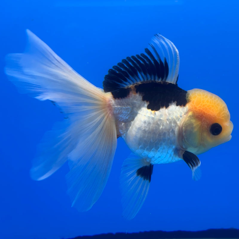 Thai Oranda Lemon Head Panda 3” Body Male(CK-1234)R1A11