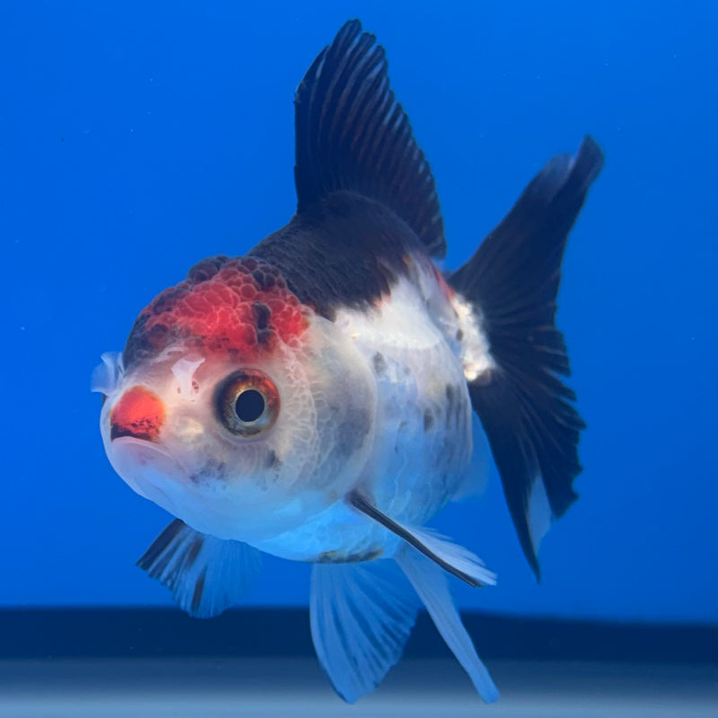 Thai Oranda Tri-Color 2.5” Body Female(CK-1312)R3B13