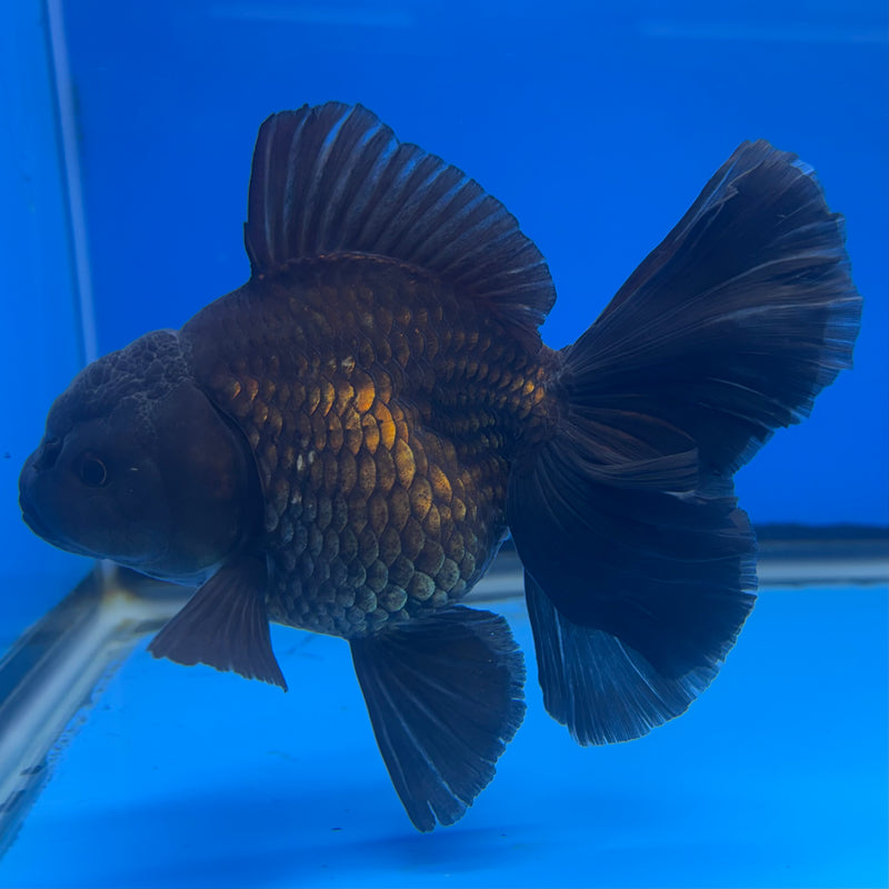Thai Oranda JUMBO Full Black 4” Body Female(QGF-CK-1343)BLUETUB1