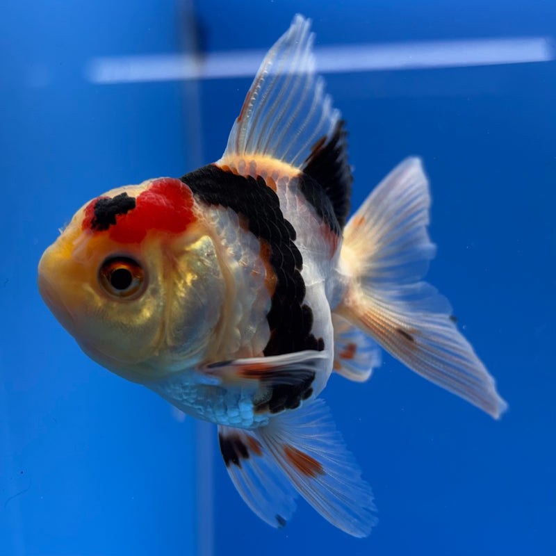 Thai Oranda Lemon Head Tri-Color 2” Body Male(CK-738)R3B21