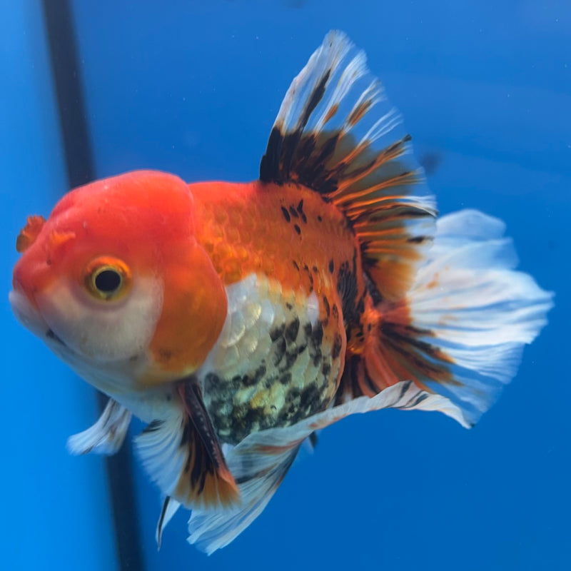 Thai Oranda Apache 3.5” Body Male(CK-1488)R2B19