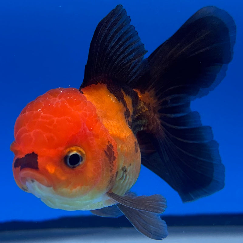 Thai Oranda Apache 2.5” Body Male(CK-1304)R3B17