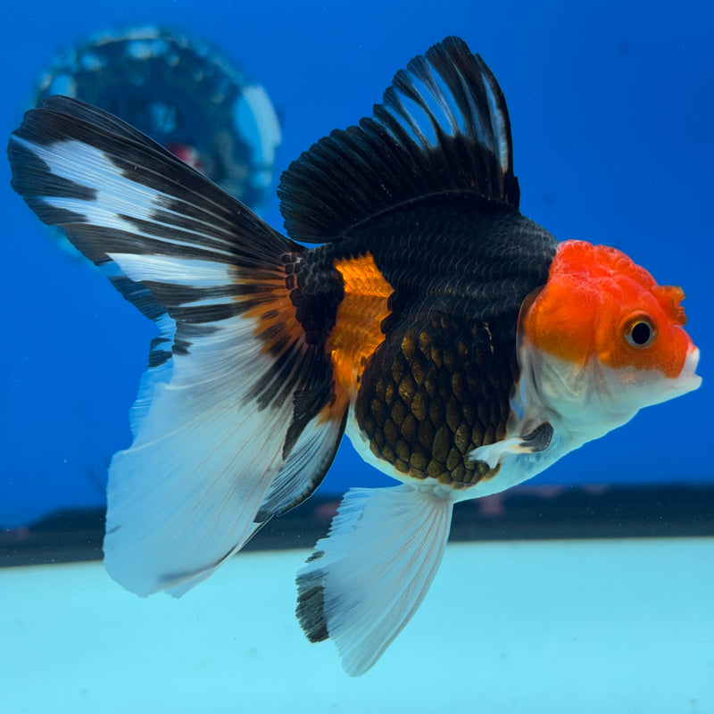 Thai Oranda Apache 3” Body Male(CK-1402)R1B09