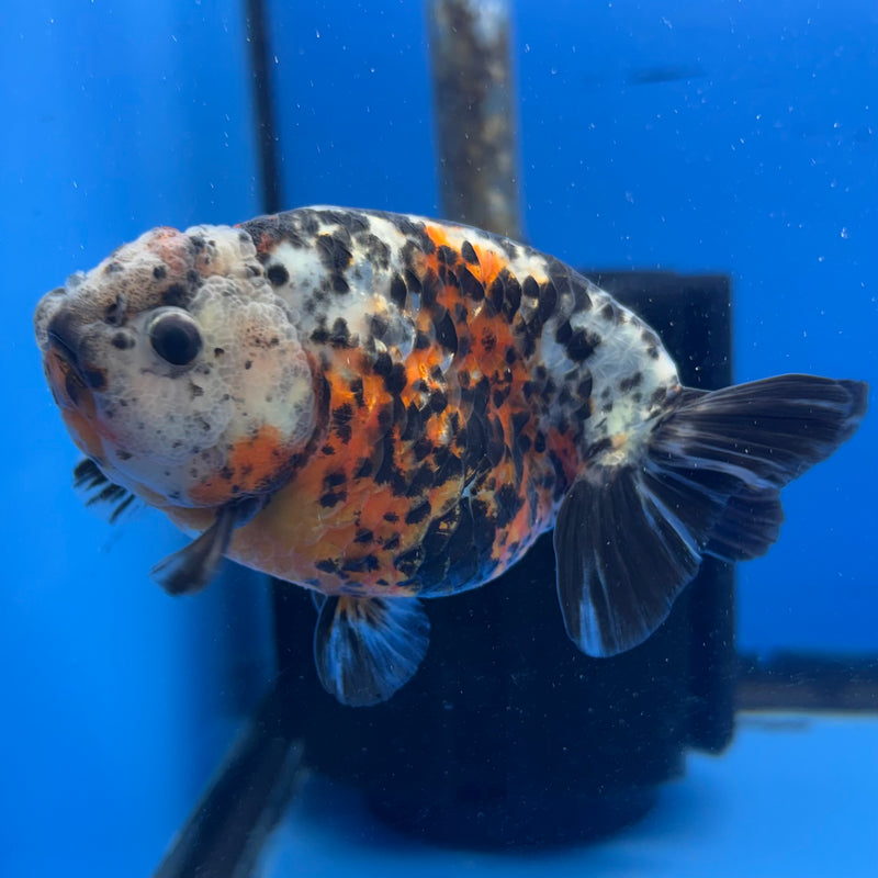 Thai Ranchu Tri-Color Calico 4” Body Female(CK-948)R2C03