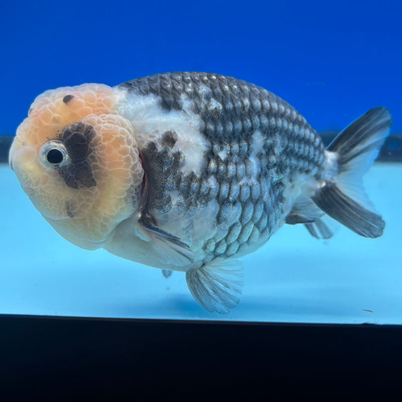 Thai Ranchu Dark Calico 3.5" Body Male(CK-898)R1A10