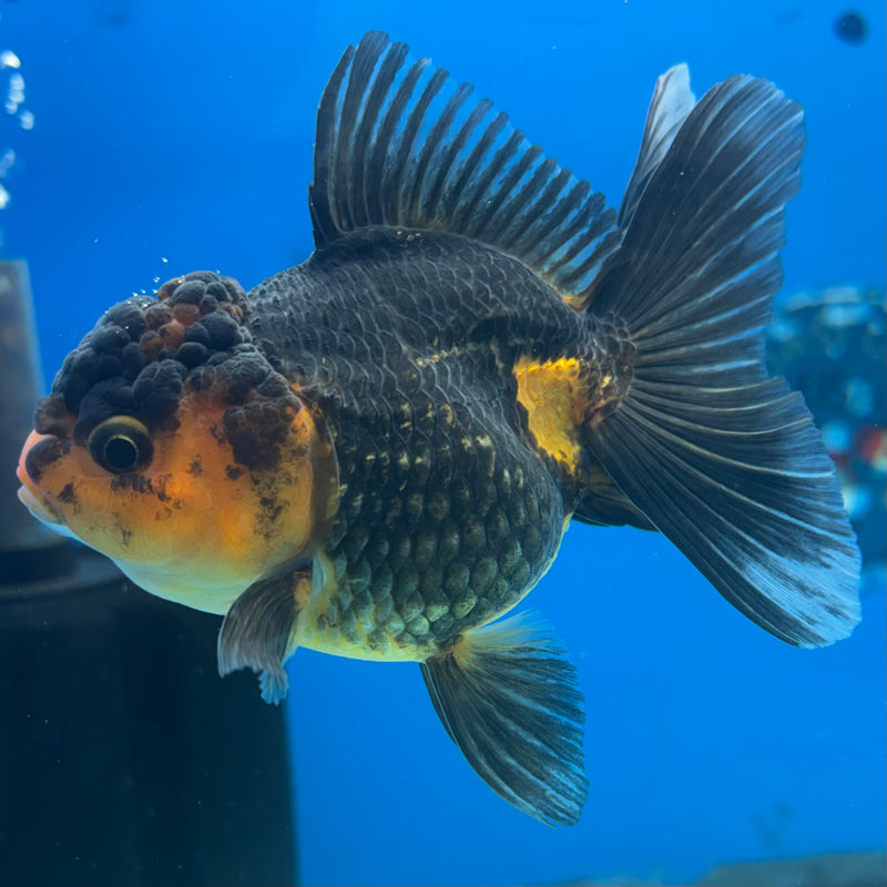 Thai Oranda Apache 3” Body Female(CK-970)R3B21