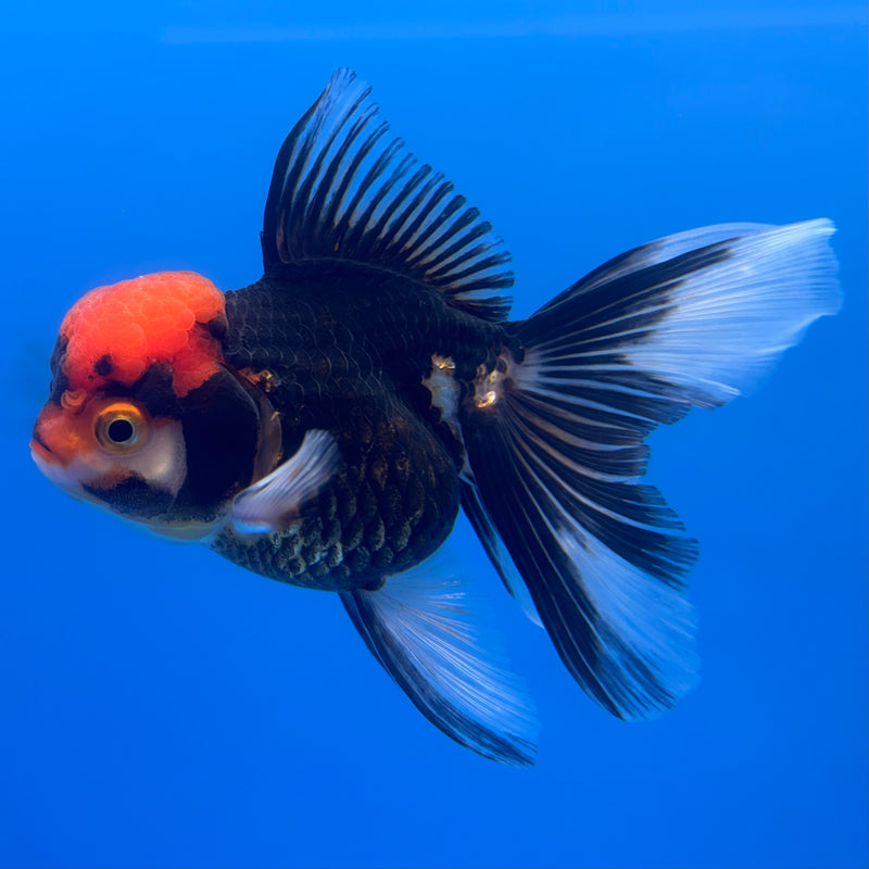 Thai Oranda Apache 3” Body Female(CK-679)R1B10