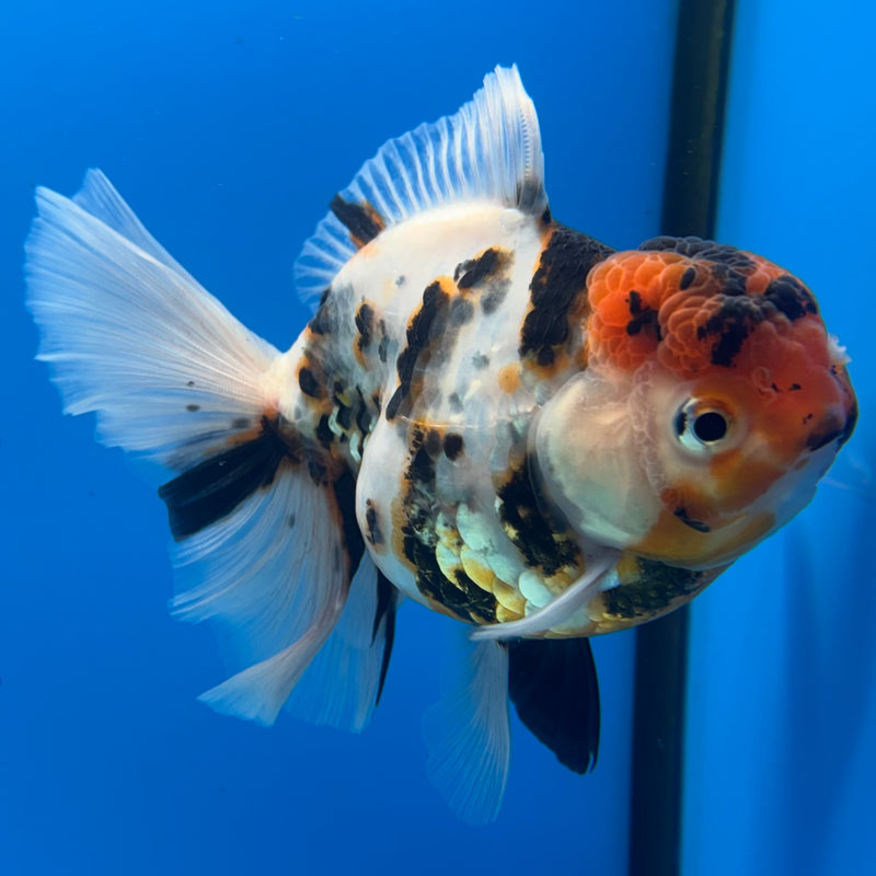 Thai Oranda Tri-Color Tiger Calico 3” Body Female(BIN-CK-1063)SHOWTANK2