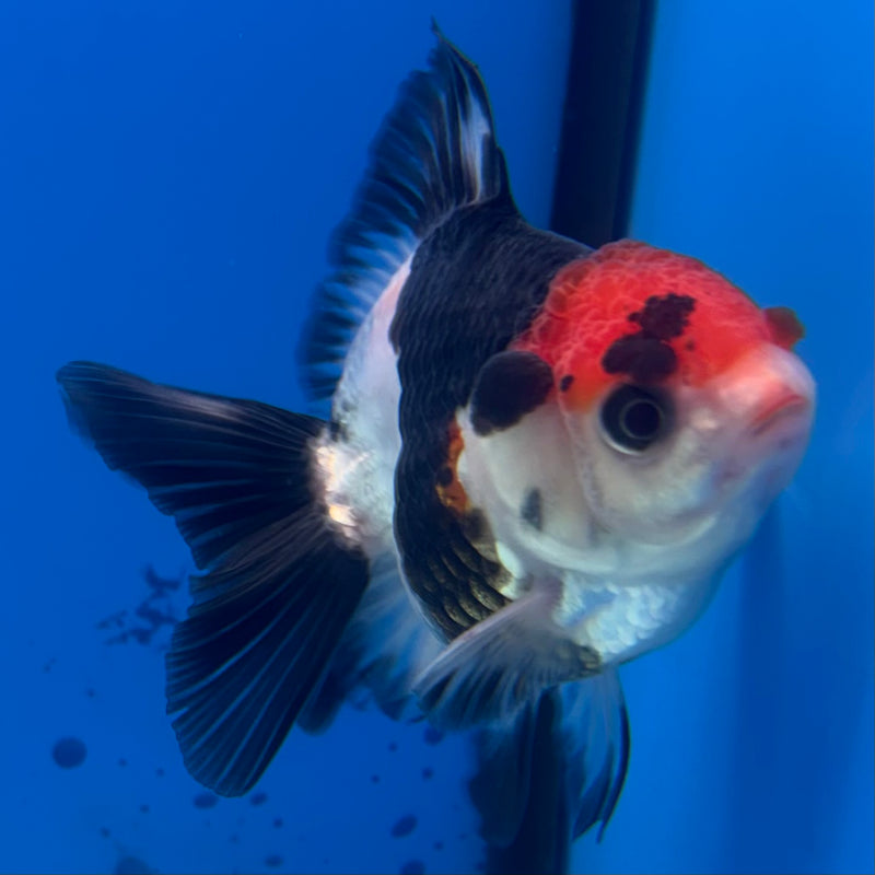 Thai Oranda NOK Tri-Color 2.5” Body Male(NOK-CK-1184)R3B15