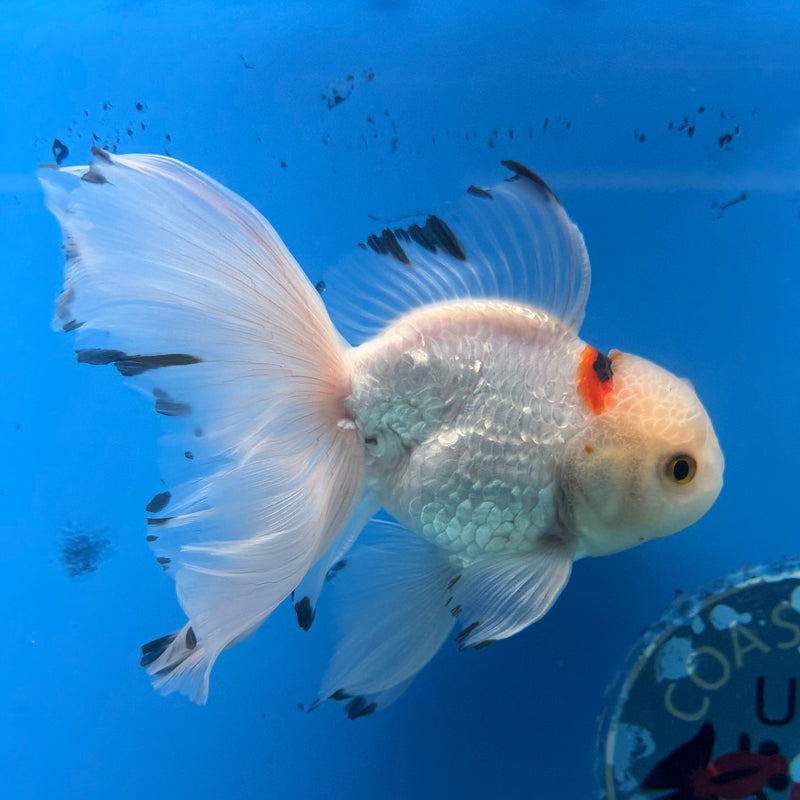 Thai Oranda Lemonhead Tri-Color 3in Female (FEB-296)R2B06