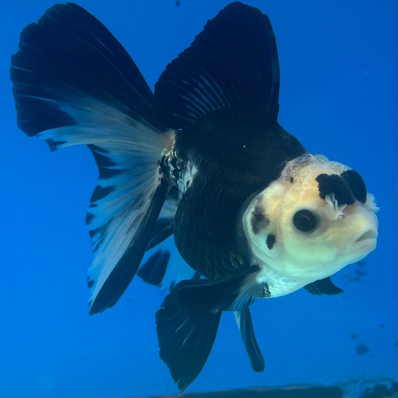 Thai Oranda Panda 3” Body Male(CK-1412)R3A12