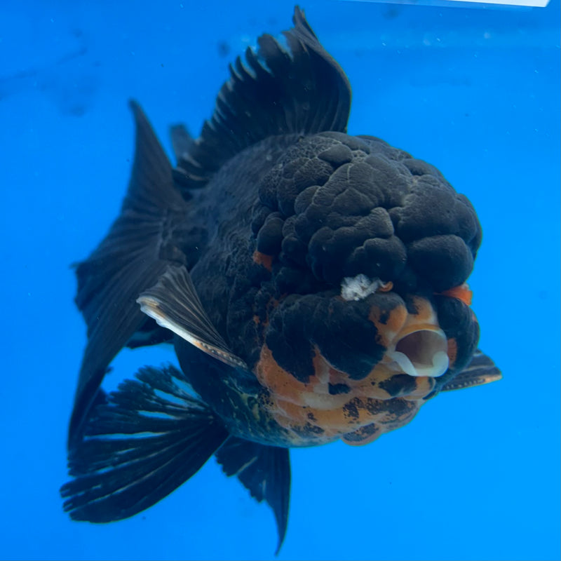 Thai Oranda Black Body Red Cap 3” Body Female(CK-1508)R2A04