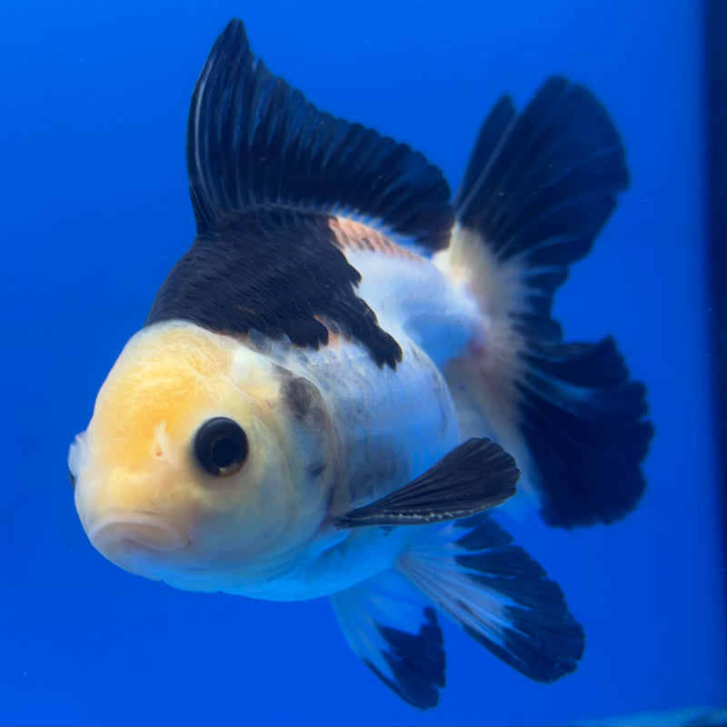 Thai Oranda Panda 3” Body Male(CK-845)R3B19