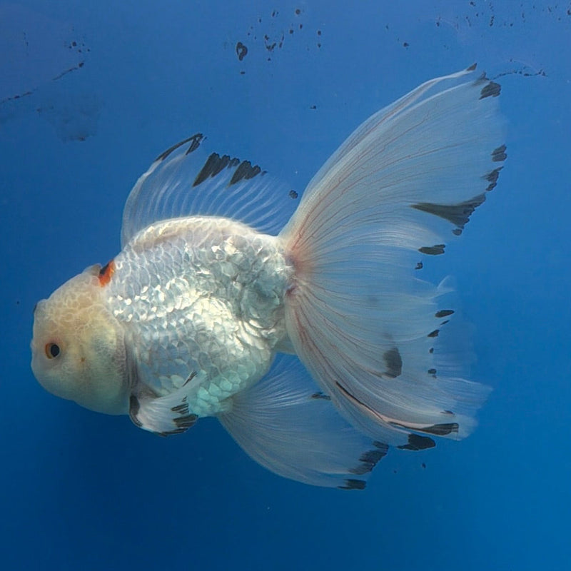 Thai Oranda Lemonhead Tri-Color 3in Female (FEB-296)R2B06