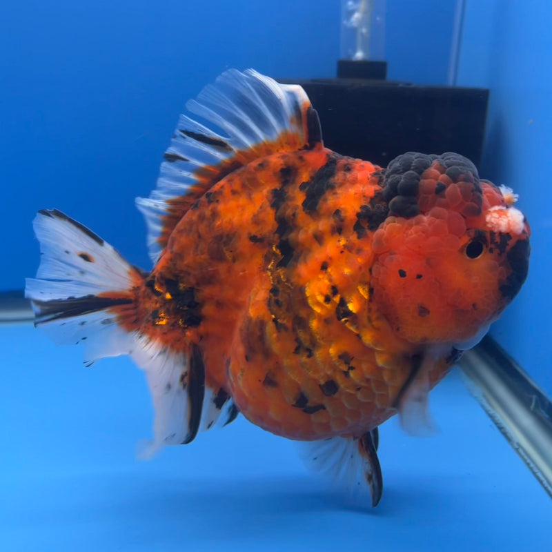 Thai Oranda JUMBO Red Calico Tiger 5” Body Male(CRP-CK-646)BLUETUB2