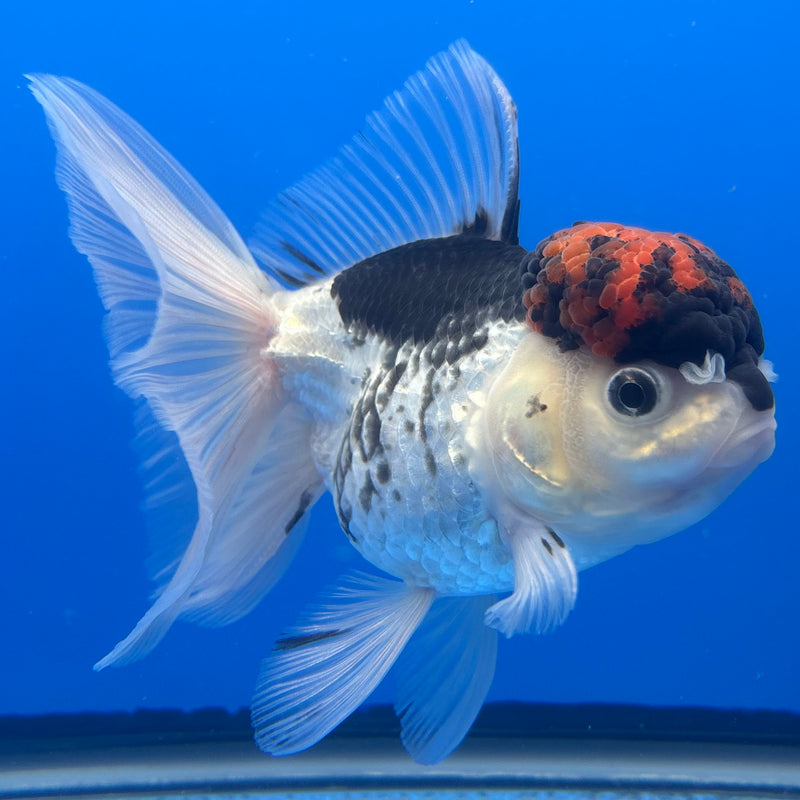 Thai Oranda Tri-Color 3.5” Body Female(CK-733)R1B01