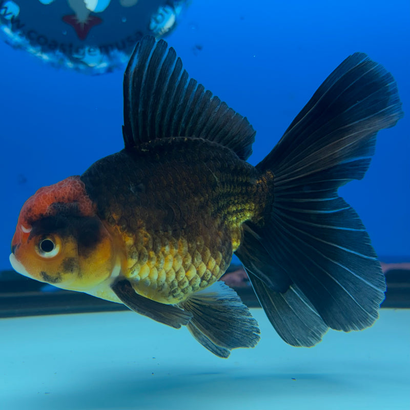 Thai Oranda Black Body Red Cap 2.5” Body Male(CK-860)R3B16