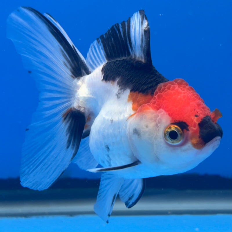 Thai Oranda Tri-Color 2.5” Body Female(CK-997)R3B20