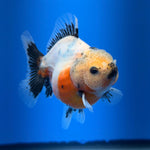 (KP-259) SHOGUN 2.5'' Calico Oranda (TUB15)