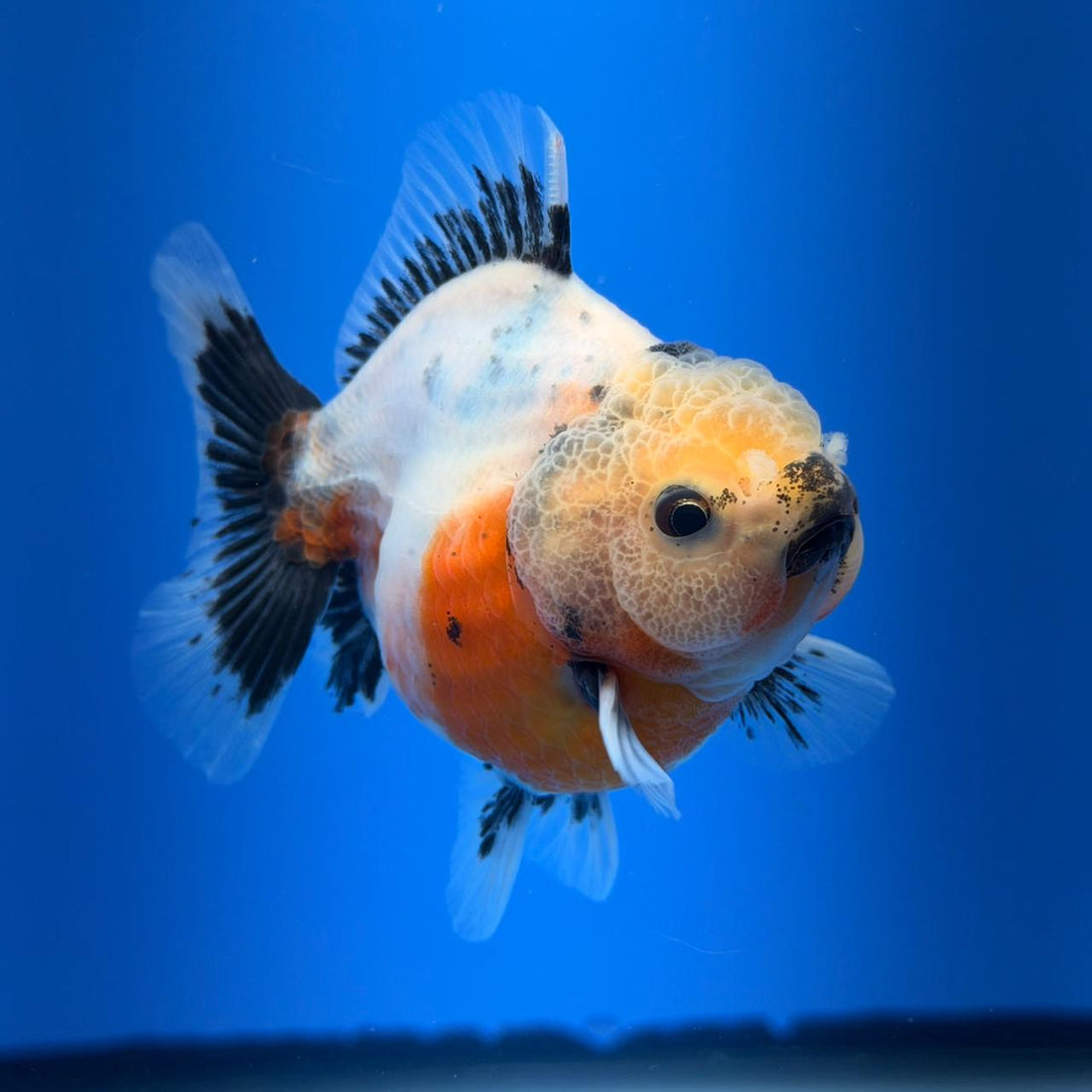 (KP-259) SHOGUN 2.5'' Calico Oranda (TUB15)