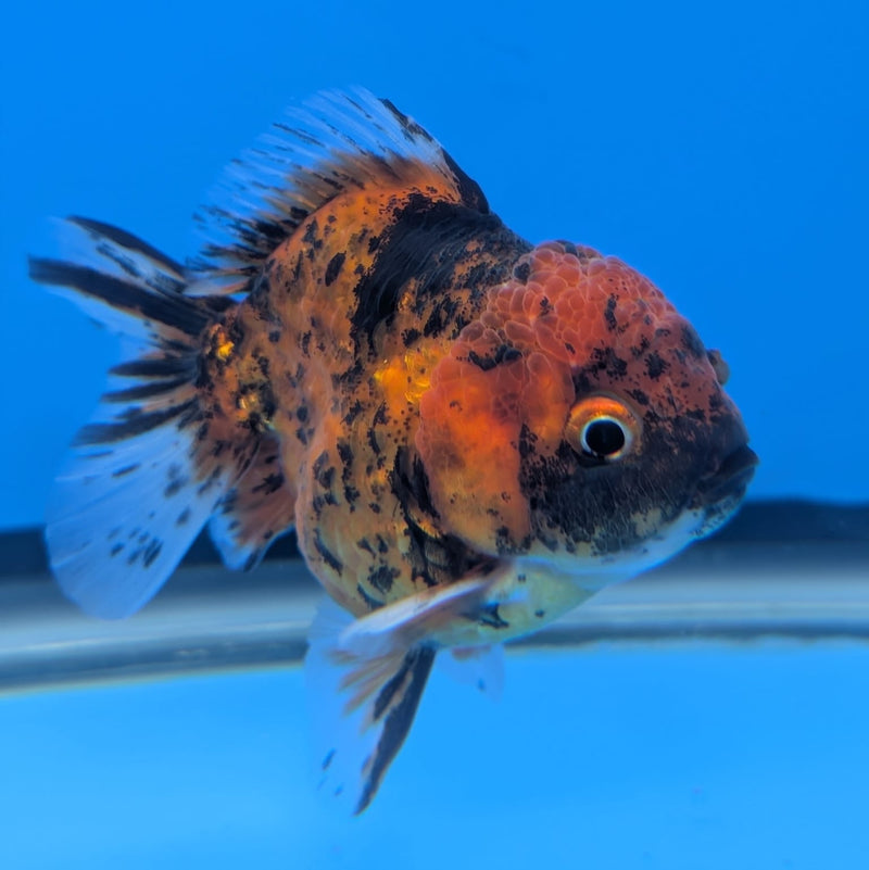 (DR-002) Thai Fancy Calico Oranda 3.0" Female R3B06
