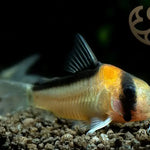 Adolfos Catfish (Corydoras adolfoi)