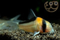 Adolfos Catfish (Corydoras adolfoi)