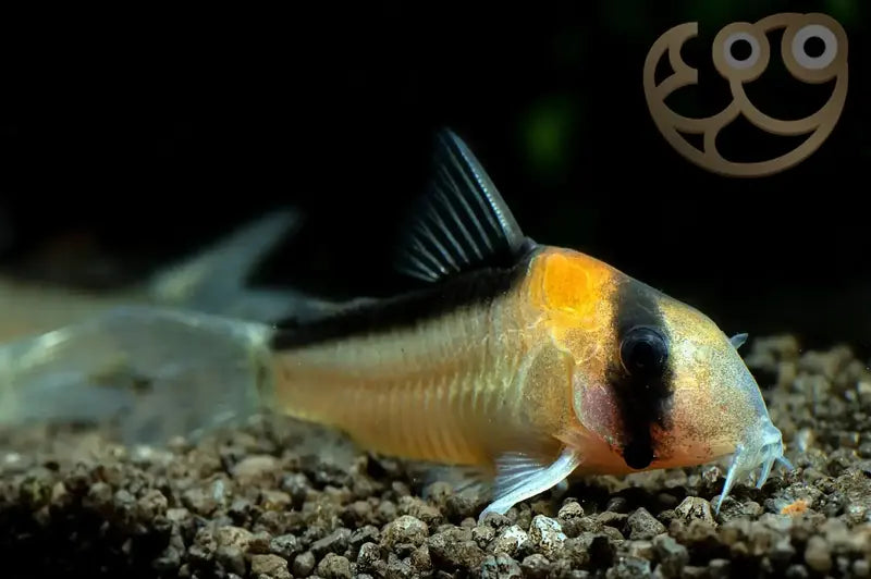 Adolfos Catfish (Corydoras adolfoi)