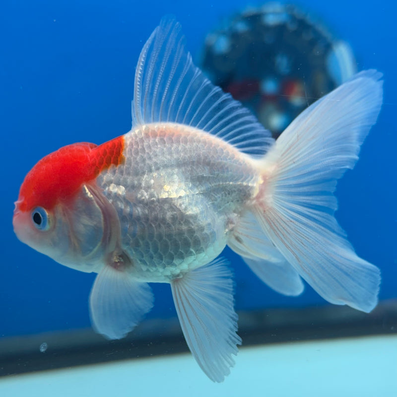 Thai Oranda White Body Red Cap 2” Body Male(CK-1020)R3B12