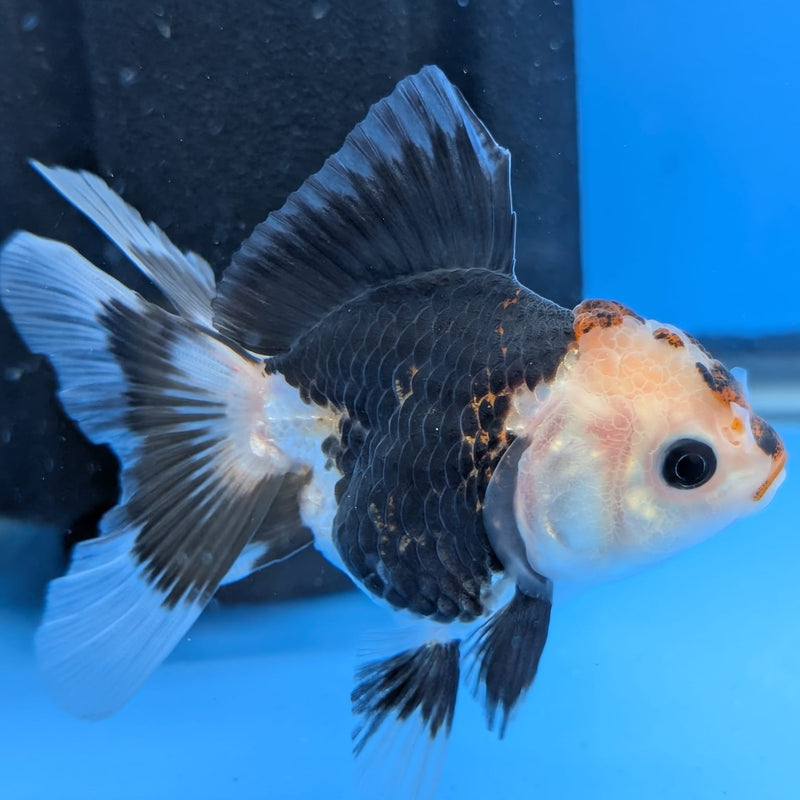 (DR-001) Thai Fancy Tricolor Oranda 2.5" Female R3B06