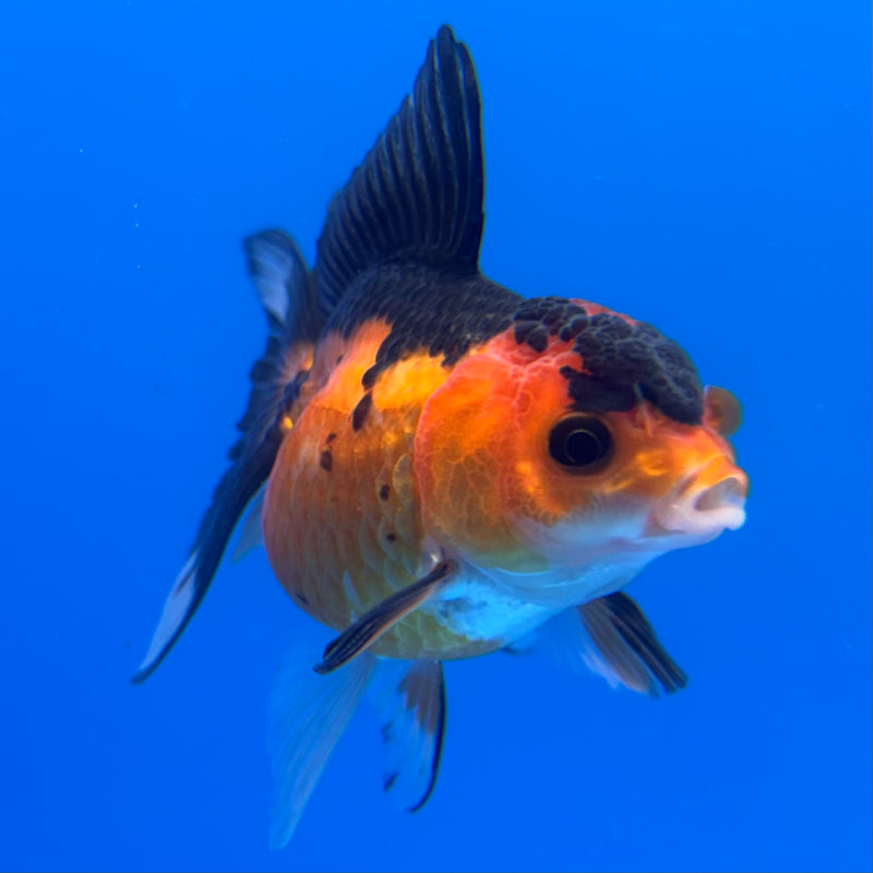 Thai Oranda Apache 2.5” Body Female(CK-1236)R3B12