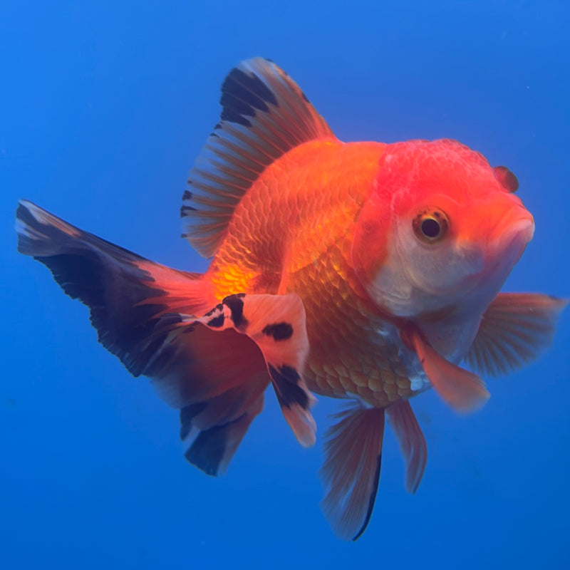 Thai Oranda Apache 3” Body Male(CK-702)R1A05