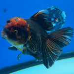 Thai Oranda JUMBO Apache 4.5” Body Male(CK-1551)BLUETUB-A