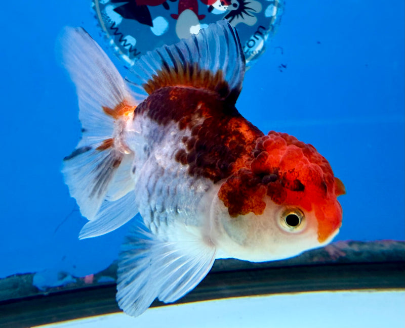 Thai Oranda Tri-Color 2.5” Female (FEB-271)R3A09