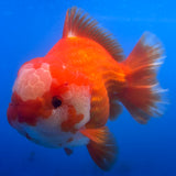 Thai Oranda Red/White 4” Body Male(CK-1443)R2A12