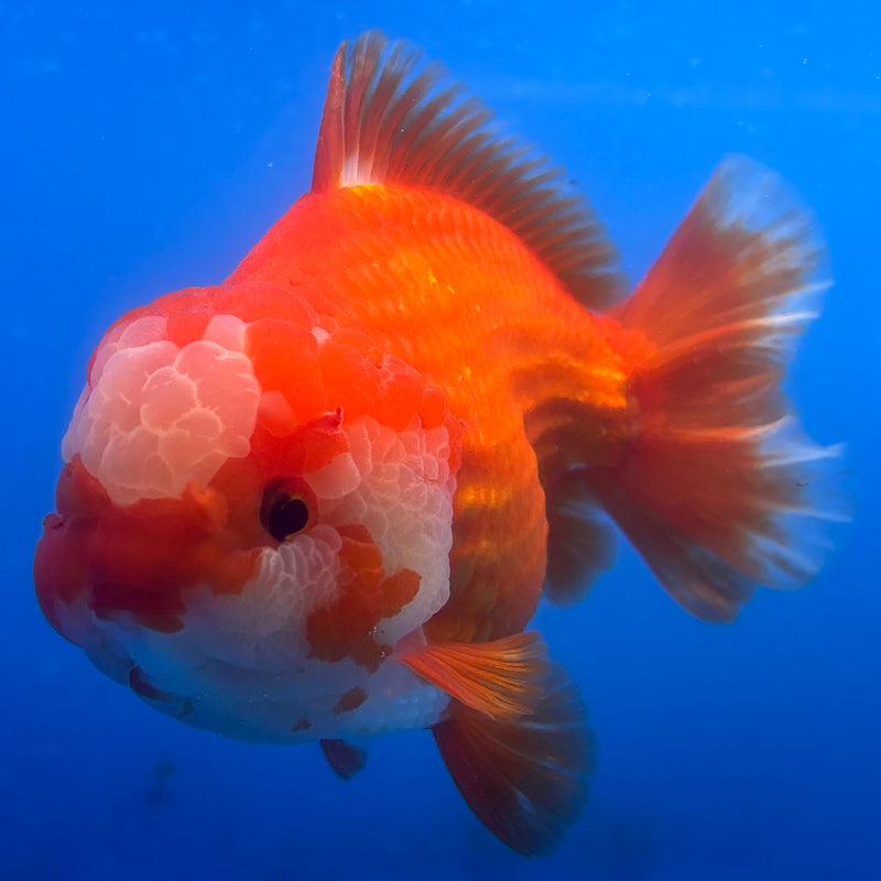 Thai Oranda Red/White 4” Body Male(CK-1443)BLUETUB2