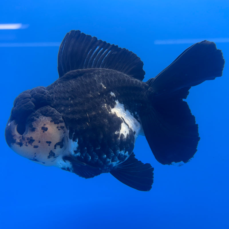 Thai Oranda JUMBO Panda 4” Body Female(QGF-CK-1337)BLUETUB1