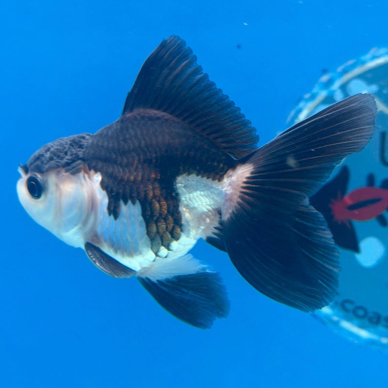 Thai Oranda Panda 2.5” Male (FEB-320)R3B08