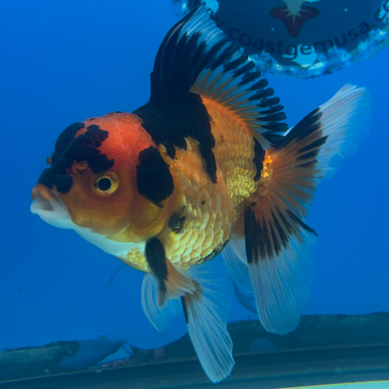 Thai Oranda Apache 2.5” Body Female(CK-905)R3B14