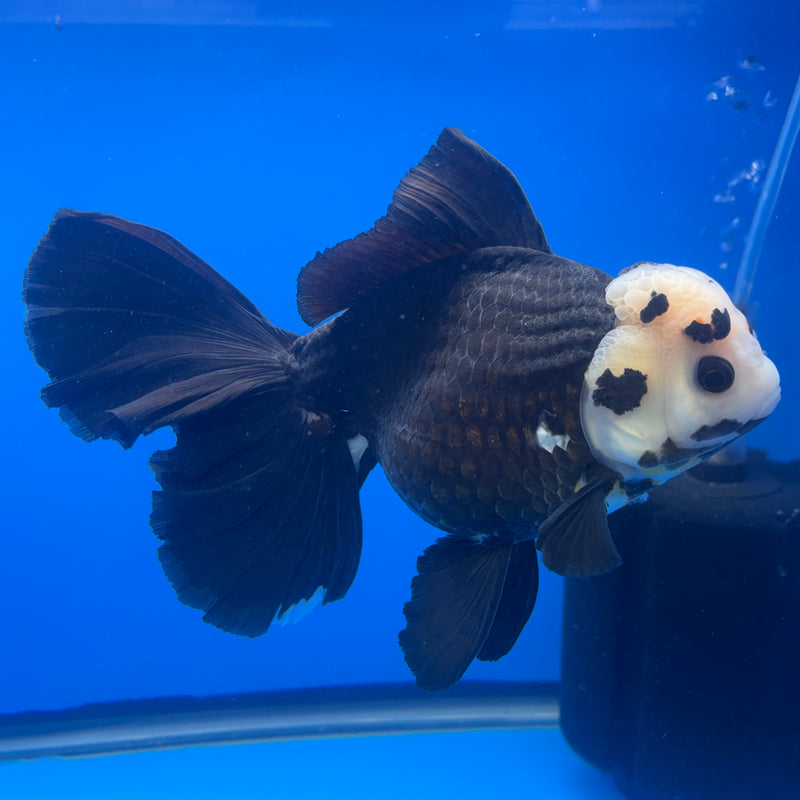 Thai Oranda NOK AA Medium Breed Peacock Tail Panda 5.5” Body Female(CK-804)R1A08