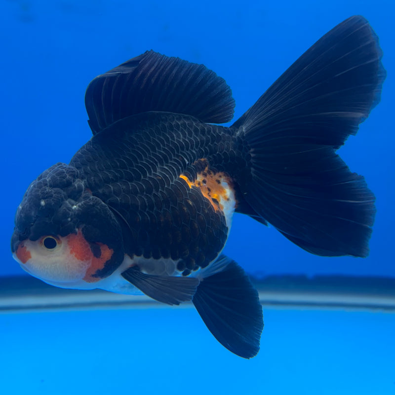 Thai Oranda Tri-Color/Apache 3” Body Female(CK-688)R1A07