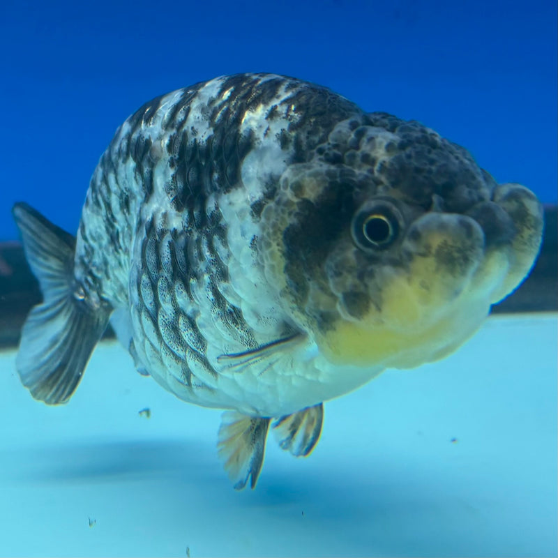 Thai Ranchu Lemon Head Granite Calico 3” Body Female(CK-1391)R1A09